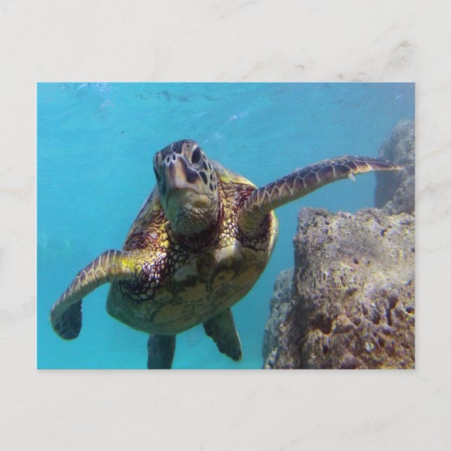 Cartão Postal Hanauma Bay Turtle (Frente)