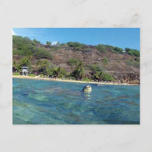 Cartão Postal Hanauma Bay Turtle (Frente)