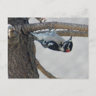 Cartão Postal Hangin Out by Leslie Peppers