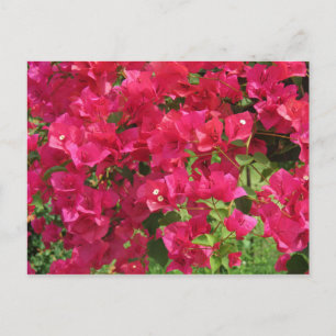 Cartão Postal Hanging Bougainvillea