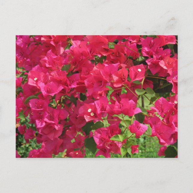 Cartão Postal Hanging Bougainvillea (Frente)