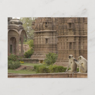 Cartão Postal Hanuman Langurs ou de cara preta, Comum ou Cinza