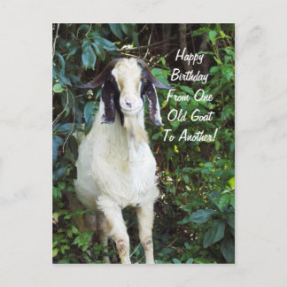 Cartão Postal Happy Birthday Postcard