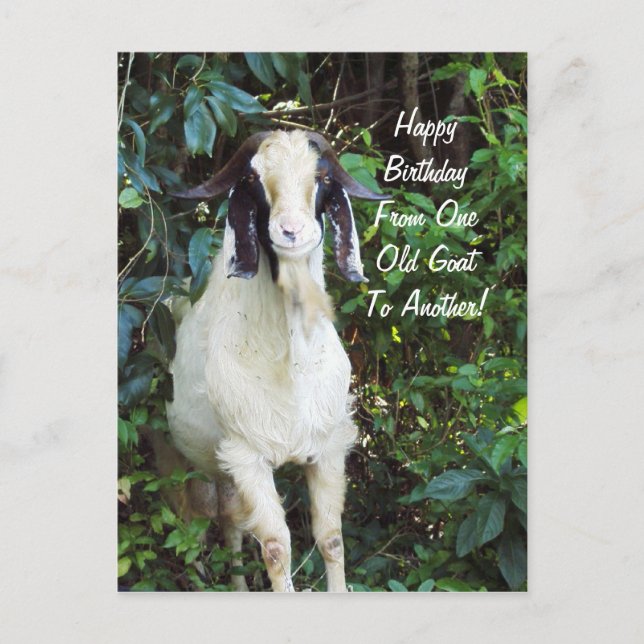 Cartão Postal Happy Birthday Postcard (Frente)