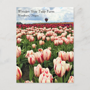 Cartão Postal Happy Generation Tulip Field, Oregon Postcard