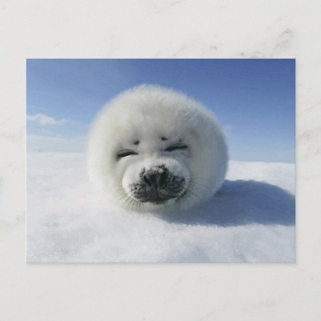 Cartão Postal Happy Harp Seal (Frente)