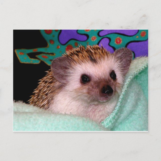 Cartão Postal Happy Hedgehog (Frente)