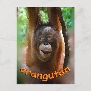 Cartão Postal Happy Orangutan