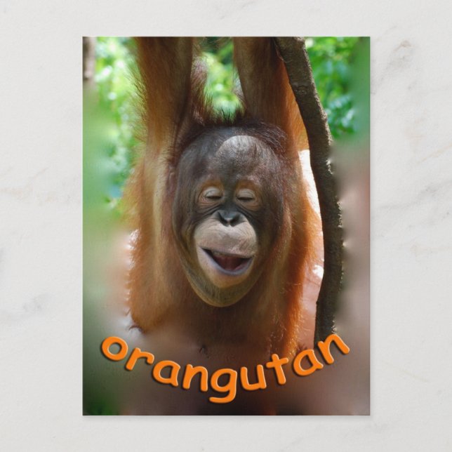 Cartão Postal Happy Orangutan (Frente)