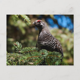 Cartão Postal Happy Spruce Grouse