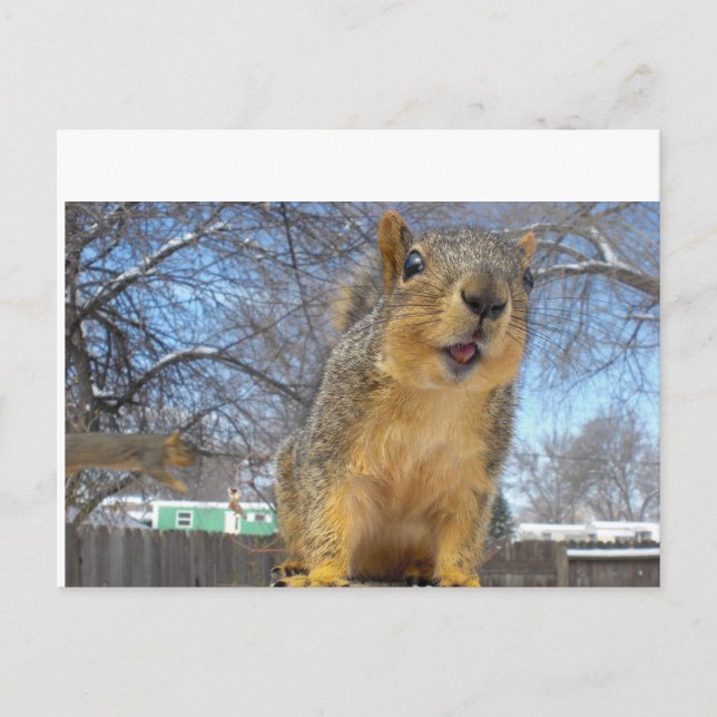 Cartão Postal Happy Squirell (Frente)