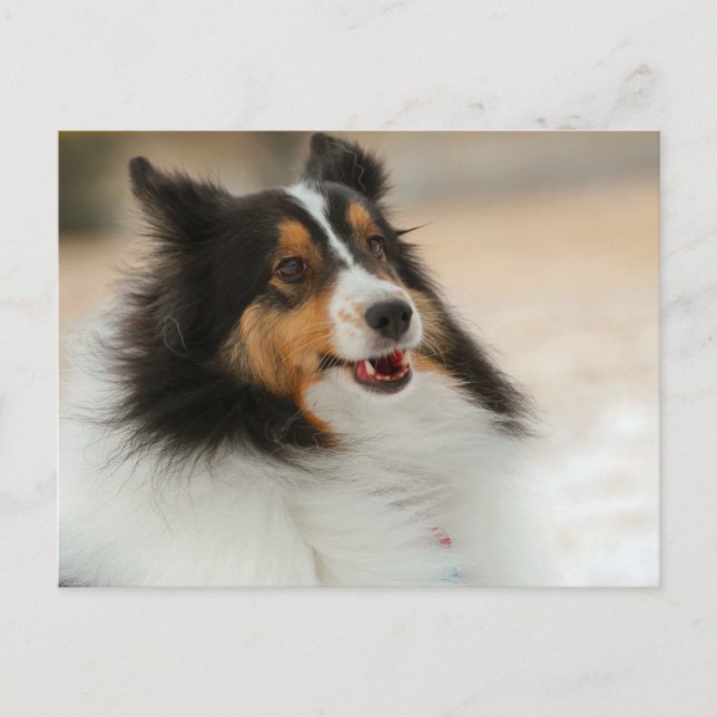 Cartão Postal Hapy Shelty (Frente)