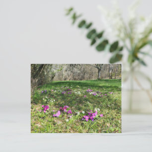 Cartão Postal Harbinger de Primavera