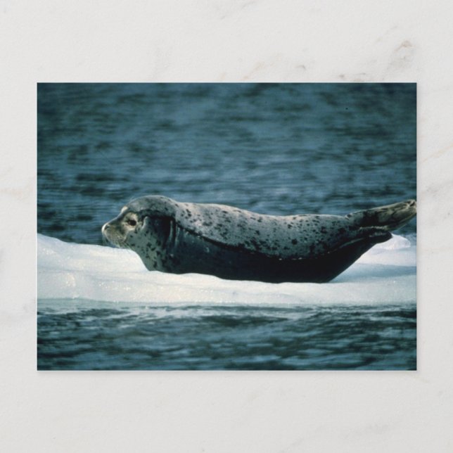 Cartão Postal Harbor Seal (Frente)