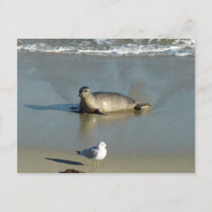 Cartão Postal Harbor Seal em La Jolla California