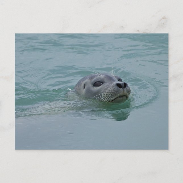 Cartão Postal Harbor Seal nadando no lago glacial de Jokulsarlon (Frente)
