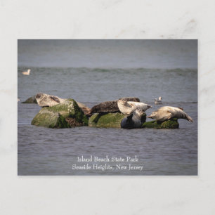 Cartão Postal Harbor Seals no Island Beach State Park