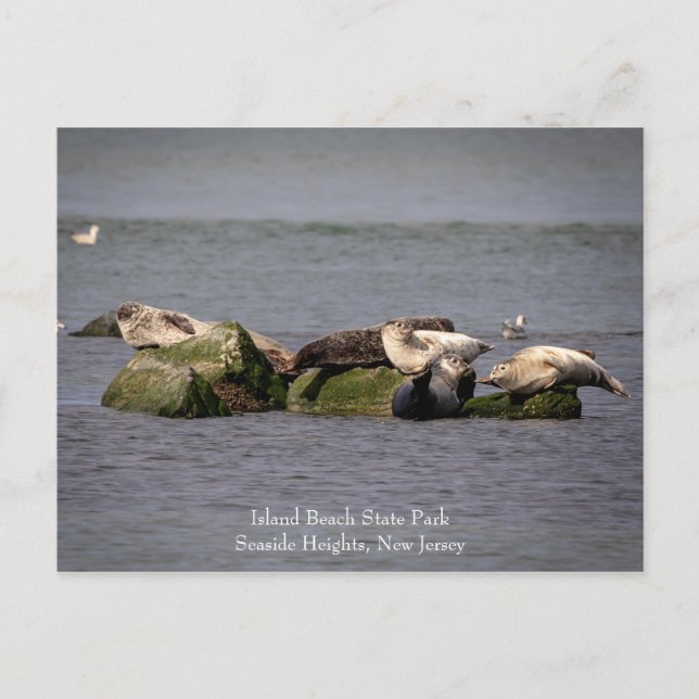 Cartão Postal Harbor Seals no Island Beach State Park (Frente)