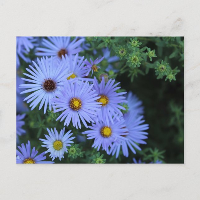 Cartão Postal Hardy Blue Aster nº 3 (Frente)