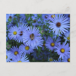 Cartão Postal Hardy Blue Aster nº 5