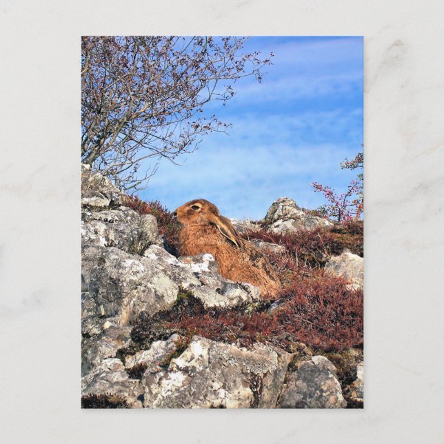 CARTÃO POSTAL HARE (Frente)