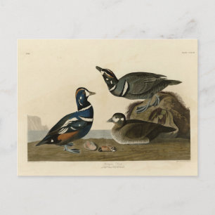 Cartão Postal Harlequin Duck - das Aves da América de Audubon