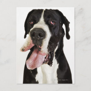 Cartão Postal Harlequin Great Dane, perto do branco