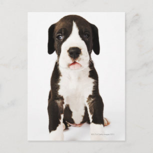 Cartão Postal Harlequin Great Dane puppy com fundo branco