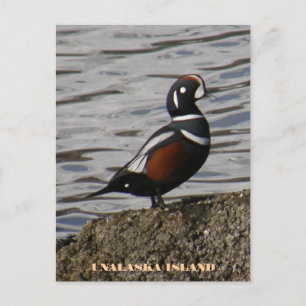 Cartão Postal Harlequin Male Duck, Ilha de Unalaska
