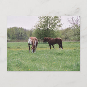 Cartão Postal Harley & Lady Postcard
