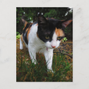 Cartão Postal Harmony, meu gato calico