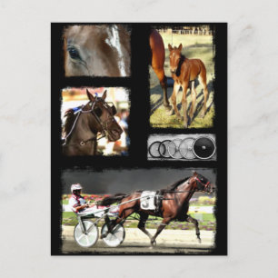 Cartão Postal Harness Racing Sport