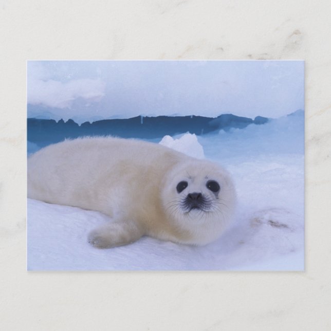 Cartão Postal Harp Seal North America, Canada, Quebec (Frente)