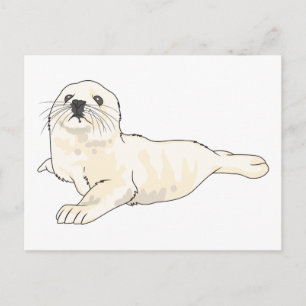 Cartão Postal Harp Seal Pup