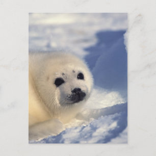 Cartão Postal Harp Seal Pup