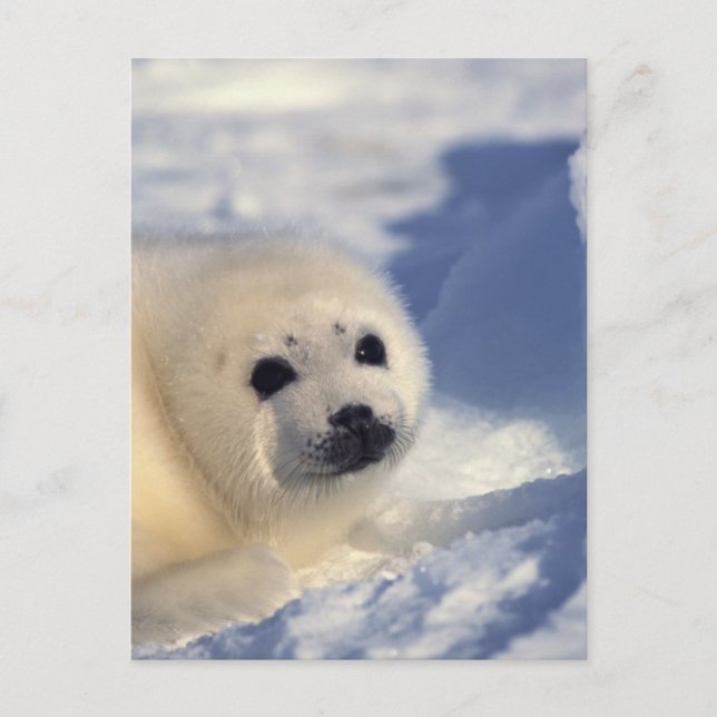 Cartão Postal Harp Seal Pup (Frente)