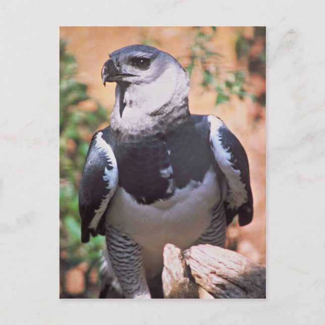 Cartão Postal Harpey Eagle (Frente)