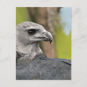 Cartão Postal Harpy Eagle 1.JPG