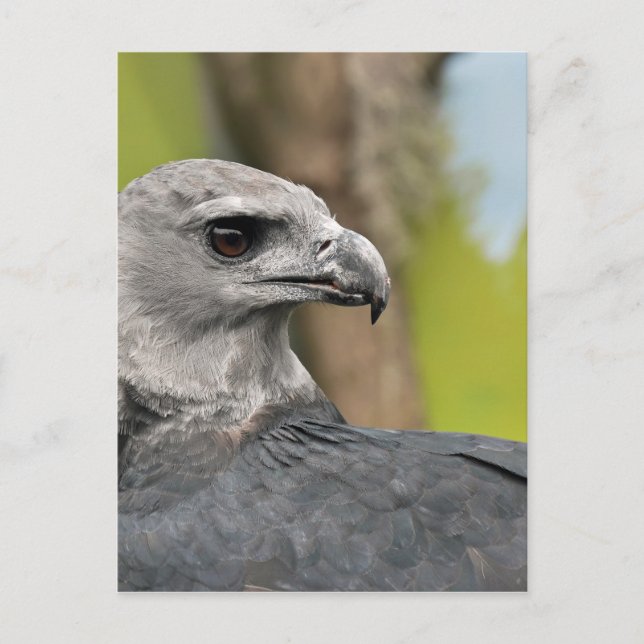 Cartão Postal Harpy Eagle 1.JPG (Frente)