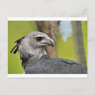 Cartão Postal Harpy Eagle 1.JPG