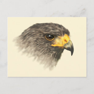 Cartão Postal Harris Hawk - Cartão-postal médio misto