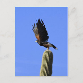 Cartão Postal Harris's Hawk a apanhar voo