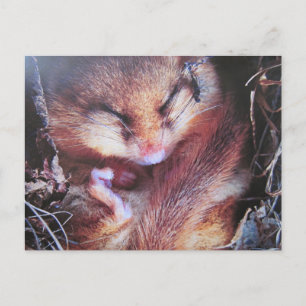 Cartão Postal Haselmaus - Postkarte