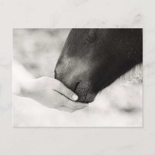 Cartão Postal Häst Horse (Frente)