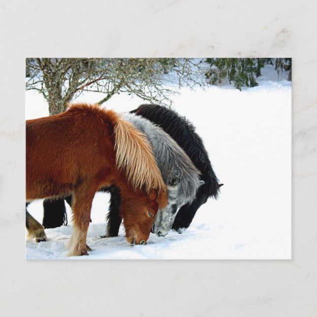 Cartão Postal Hästar (Frente)