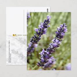 Cartão Postal Hastes de Lavanda, Provença, França -