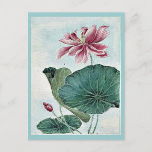 Cartão Postal Hasu - lotus / por Megata Morikaga Ukiyo-e.