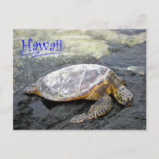 Cartão Postal Havaí - Honu