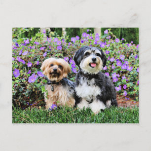Cartão Postal Havanês - Lola & Yorkie - Molly