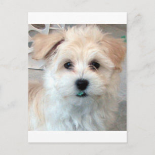 Cartão Postal Havanese Rescut Puppy Tan engraçado verde 'tooth'